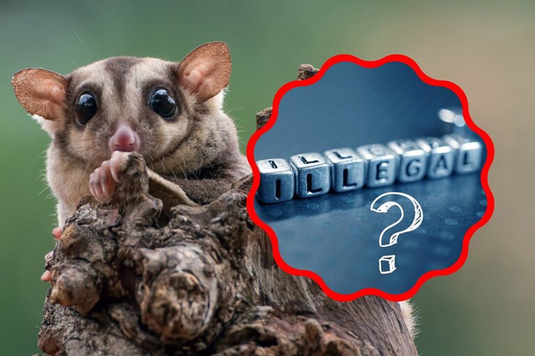 Can You Own Sugar Gliders in Alabama?: Legal Insights