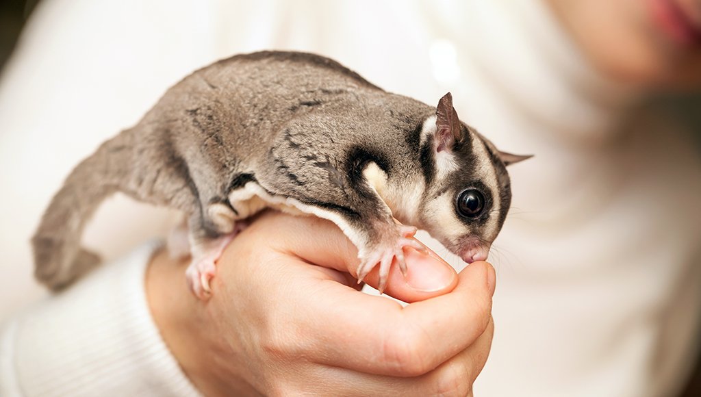 Can You Own Sugar Gliders in California