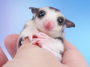 Sugar Gliders for Sale in Arizona