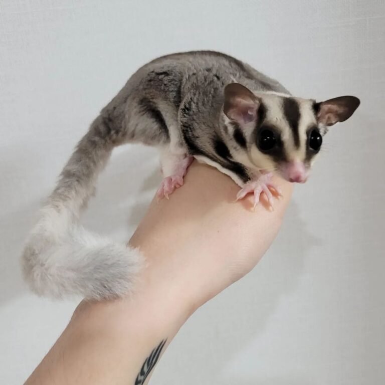 Sugar Gliders for Sale in Colorado Springs: Discover Yours