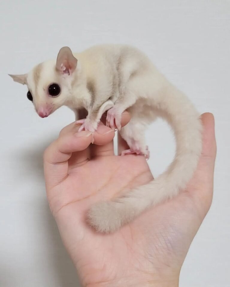 Sugar Gliders for Sale in Little Rock Arkansas: Your Ultimate Guide