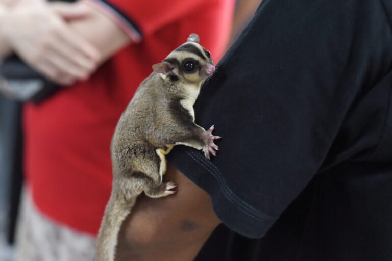 Sugar Gliders in Alaska: Surviving the Northern Wilderness