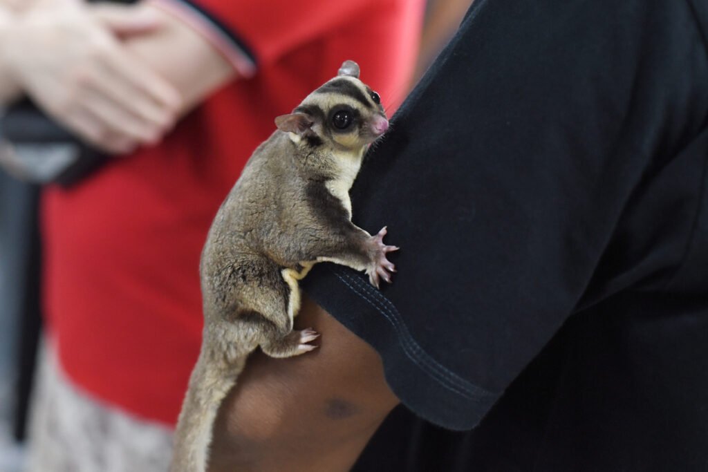 Sugar Gliders in Alaska